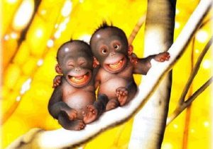 baby-monkeys
