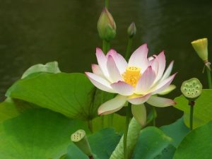 floarea de lotus2
