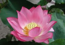 Lotusul – Floarea Spiritualitatii