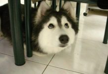 (Foto) Acest husky a fost crescut de pisici si se crede…pisica