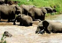 (Video) Un mic pui de elefant este salvat de mama sa de la inec
