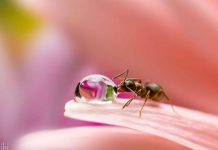 Macro FOTO – Haideti sa privim viata prin ochii unei furnici