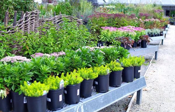 TREI motive pentru care ar trebui sa ai mai multe plante in casa ta