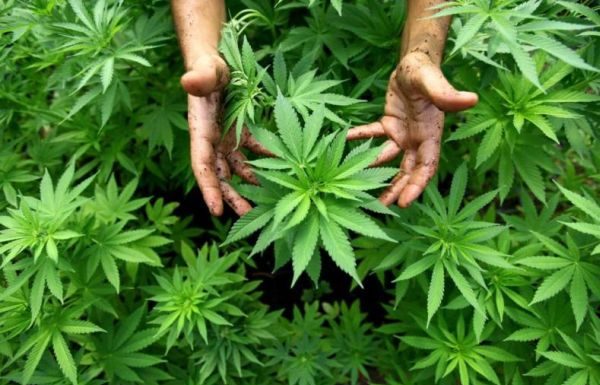 Cannabisul vindeca cancerul iar aceste 20 de studii medicale o demonstreaza pe deplin