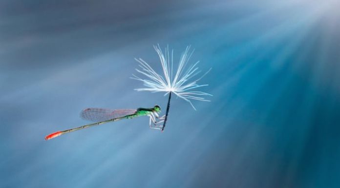 Cateva imagini macro ne dezaluie uimitoarea lume a insectelor