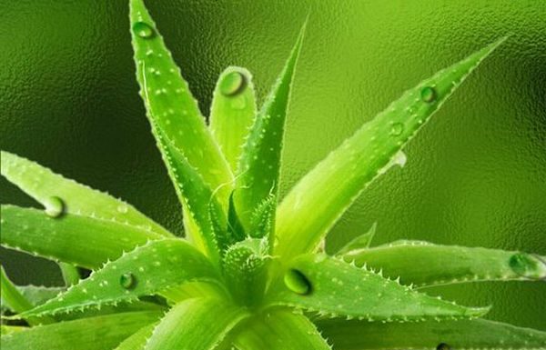 Aloe Vera – Creste-ti propriul tau medicament!