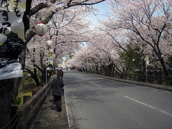 Sakura at Kumamoto Castle